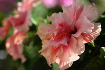 Summer Dreams | Hibiskusblüten  by lizcollet