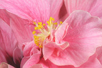 Pink Lady Hibisc von lizcollet