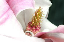Magnolie mit Wassertropfen | First Springtime Reflections von lizcollet