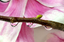 Magnolie mit Wassertropfen | Wassertropfen mit Magnolienblüte von lizcollet