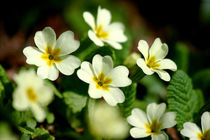 Himmelsschlüssel, Schlüsselblume von lizcollet