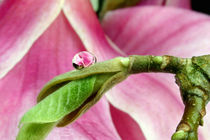 Magnolia by lizcollet