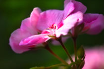 Pelargonia's Morning Shower von lizcollet