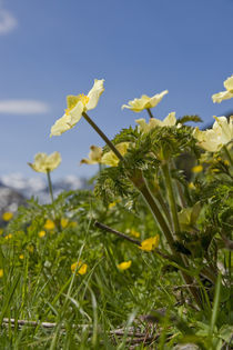 Alpenblumen by Johannes Netzer