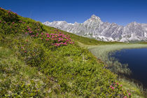 Frühling in den Bergen von Johannes Netzer