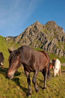 Pferde auf der Alm von Johannes Netzer