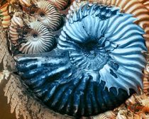 blue snail von Angela Parszyk