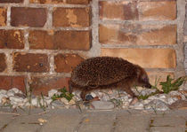 Igel by Christoph E. Hampel