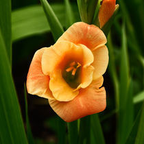 Gladiole von Rolf Meier