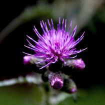 Distel by Rolf Meier