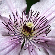 Clematis von Rolf Meier