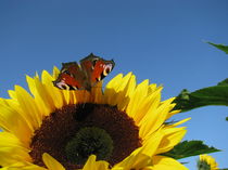 SUNFLOWER AND BUTTERFLY von Manuela Krause