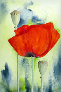 Mohn I by farbart