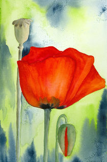 Mohn II von farbart