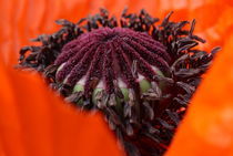 Mohn Closeup von farbart