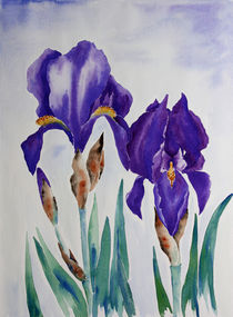 Iris by farbart
