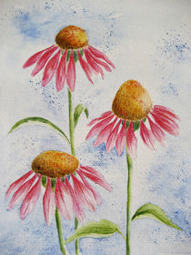 Echinacea von farbart