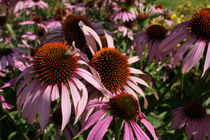 Echinacea von farbart