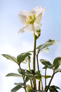 Schneerose von Christoph Hermann