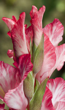 Gladiolenblüten von Christoph Hermann