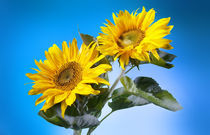 Sonnenblumen von Christoph Hermann