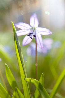 Blausternchen by Christoph Hermann