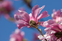 Magnolienblüte von Christoph Hermann