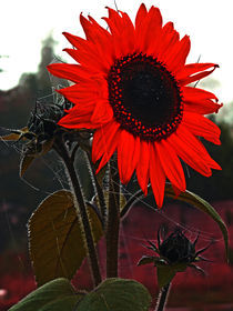 Sonnenblume by edler