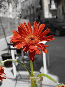 Syracusa Flower by Nils Volkmer