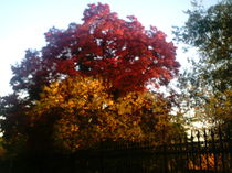 Ganz Roter und Orangener Herbstbaum 