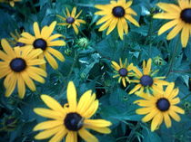 Gelbe Blumen mit dunkelgrünen Blättern