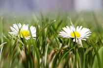 Gänseblümchen von Ingrid Clement-Grimmer