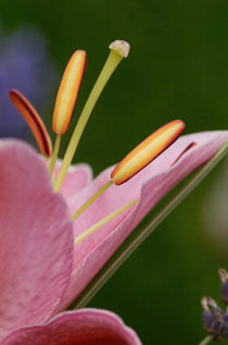 A beautiful flower by Christine Seiler