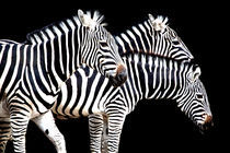 Zebra by ny
