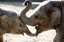 Elefantenkuss von ny