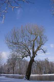 Schwanensee von Artur Sonnengrün