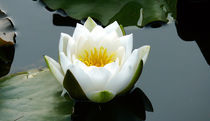 Lotus Blüte von Sikiru Adebiyi