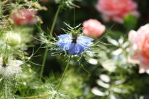 Blumenfreunde von Raingard Göbel