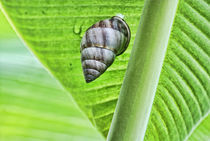 Snail sitting on the big green leaf von dreamyfaces