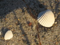 Ostseemuscheln im Abendsonnenschein by Nils Grund