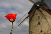 Mohn mit Windmühle  von Daniel Kühne