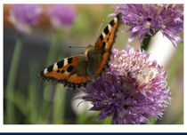 Schmetterling von Cathleen Ahrens