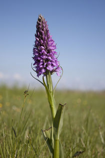 Orchidee von Michael Beilicke