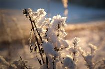 Schneekristalle, die in der Sonne glänzen von Juana Kreßner