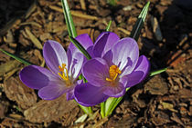 Endlich Frühling! von Juana Kreßner