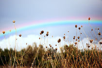 Regenbogen 216 von edler