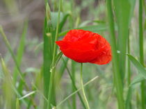 Klatschmohn by Franciska Distler