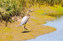 Heron on Shore von Eye in Hand Gallery