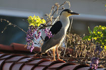 Black-Crowned Heron, Newport Beach von Eye in Hand Gallery