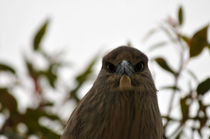 Young Night Heron by Eye in Hand Gallery